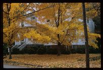 House and changing leaves. Color photo. 